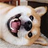 www.wydyxd.blogspot.is - 1.32252 BTC BINANCE